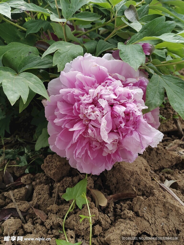 娇艳盛开的粉色牡丹花