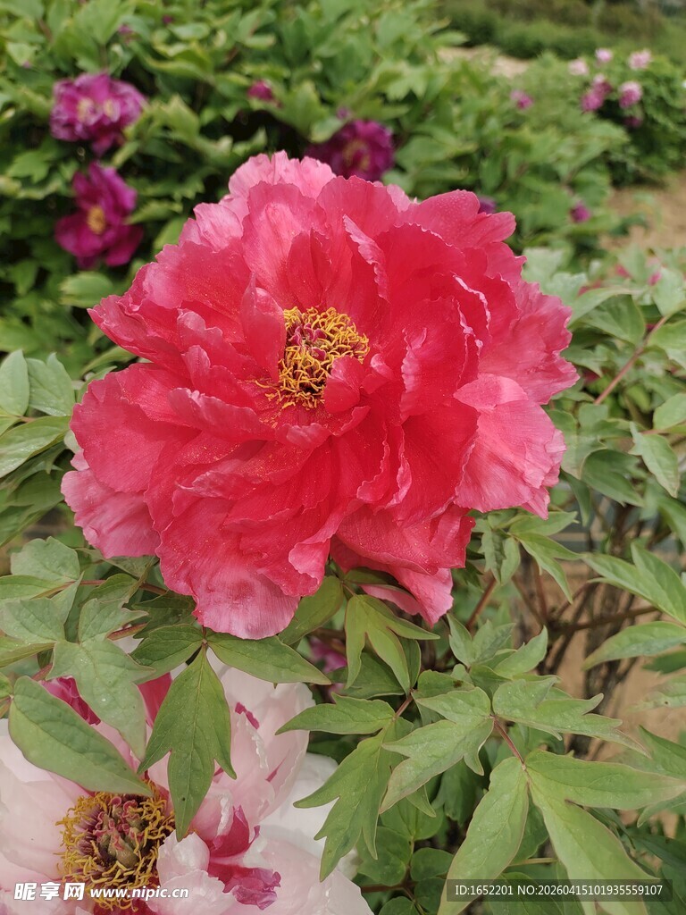 娇艳盛开的红牡丹