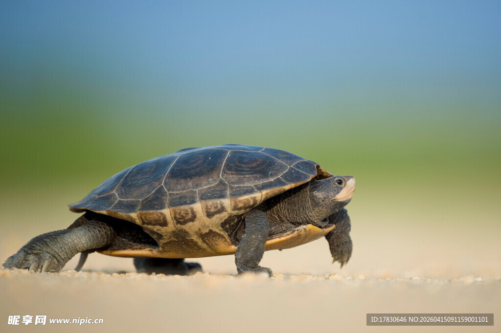 沙滩上爬行的乌龟