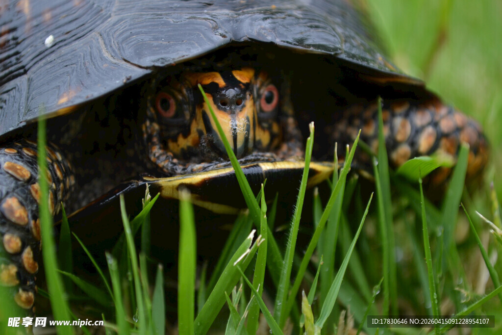 草丛中的花纹乌龟