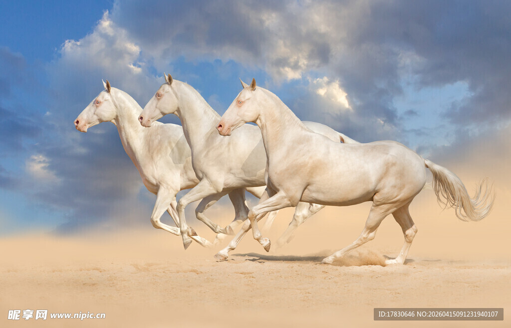 沙漠中奔腾的白色骏马