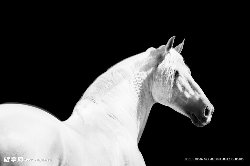 优雅白马侧影