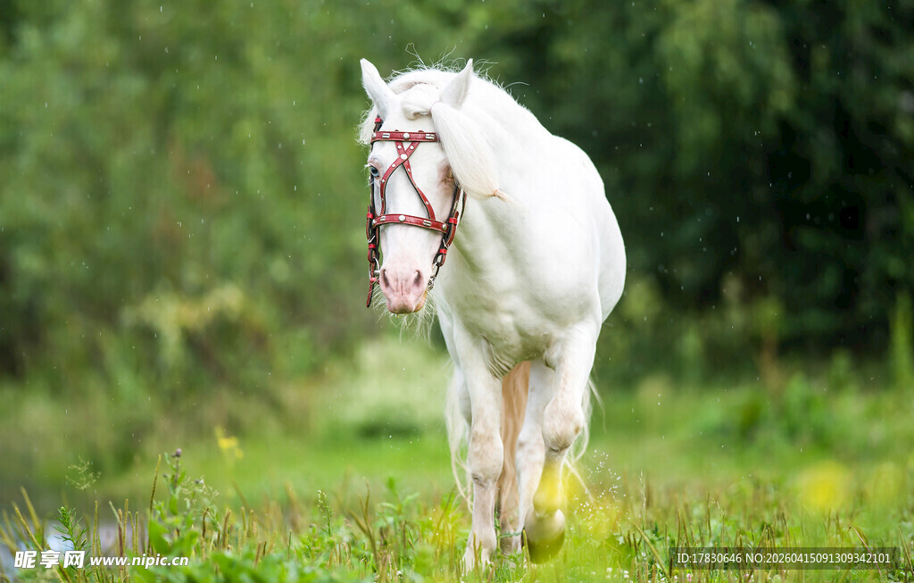 草原上的白色骏马