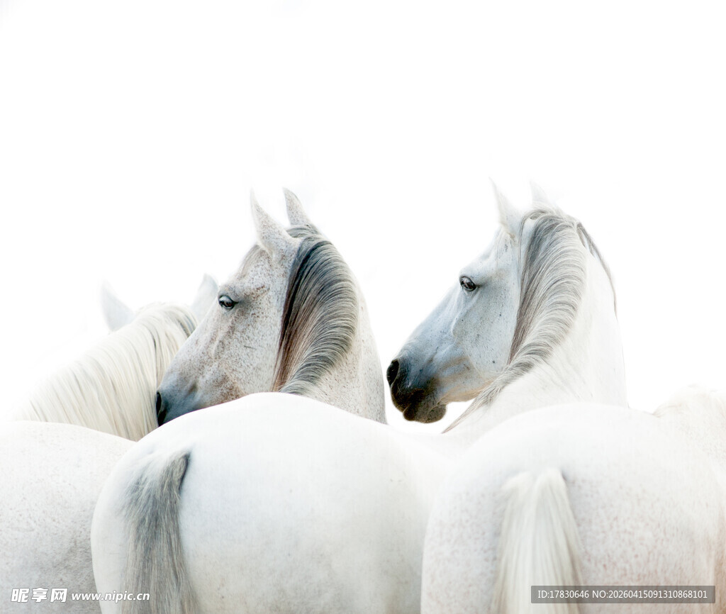 优雅白骏马群的美丽背影