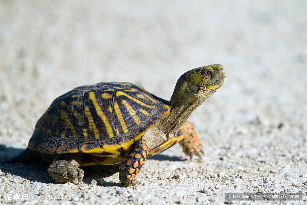 沙滩上的斑斓乌龟