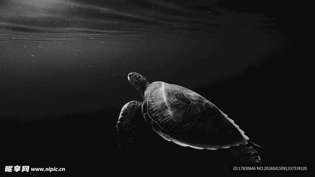 深海中游动的神秘海龟