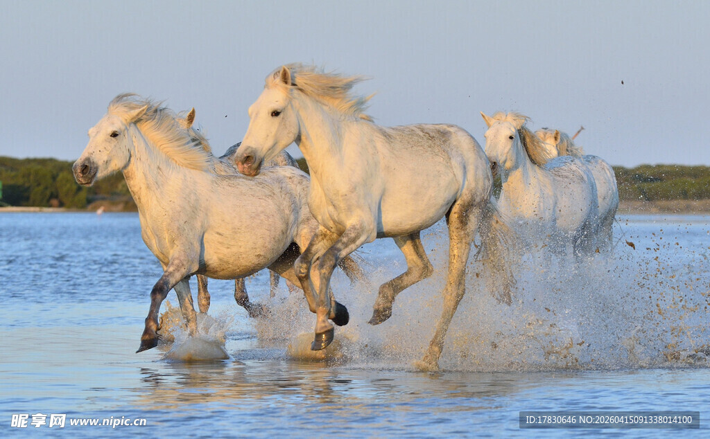 白马踏水奔腾