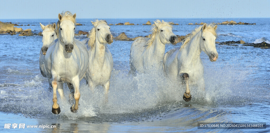 海边奔腾的白色骏马