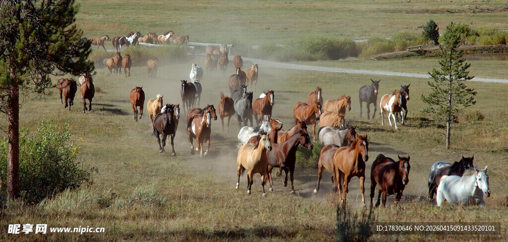 草原上奔腾的马群