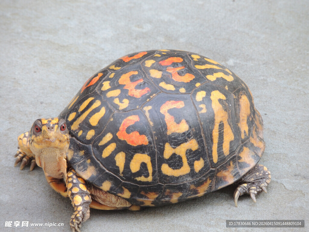 花纹独特的箱龟