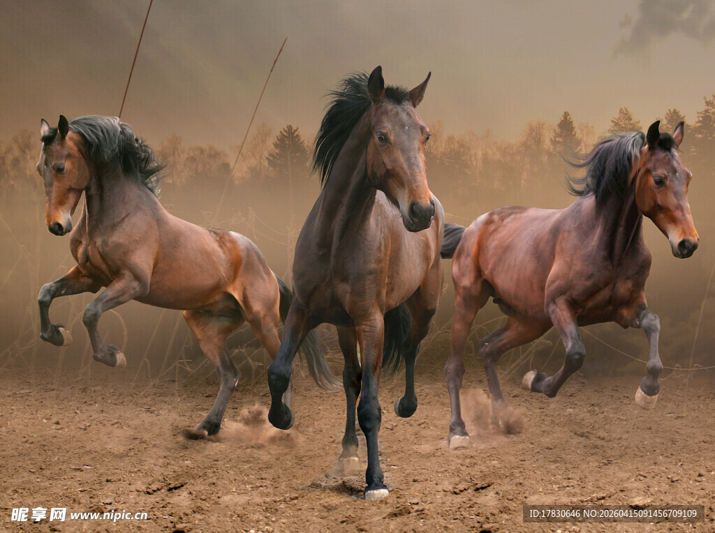 四匹骏马奔腾于旷野