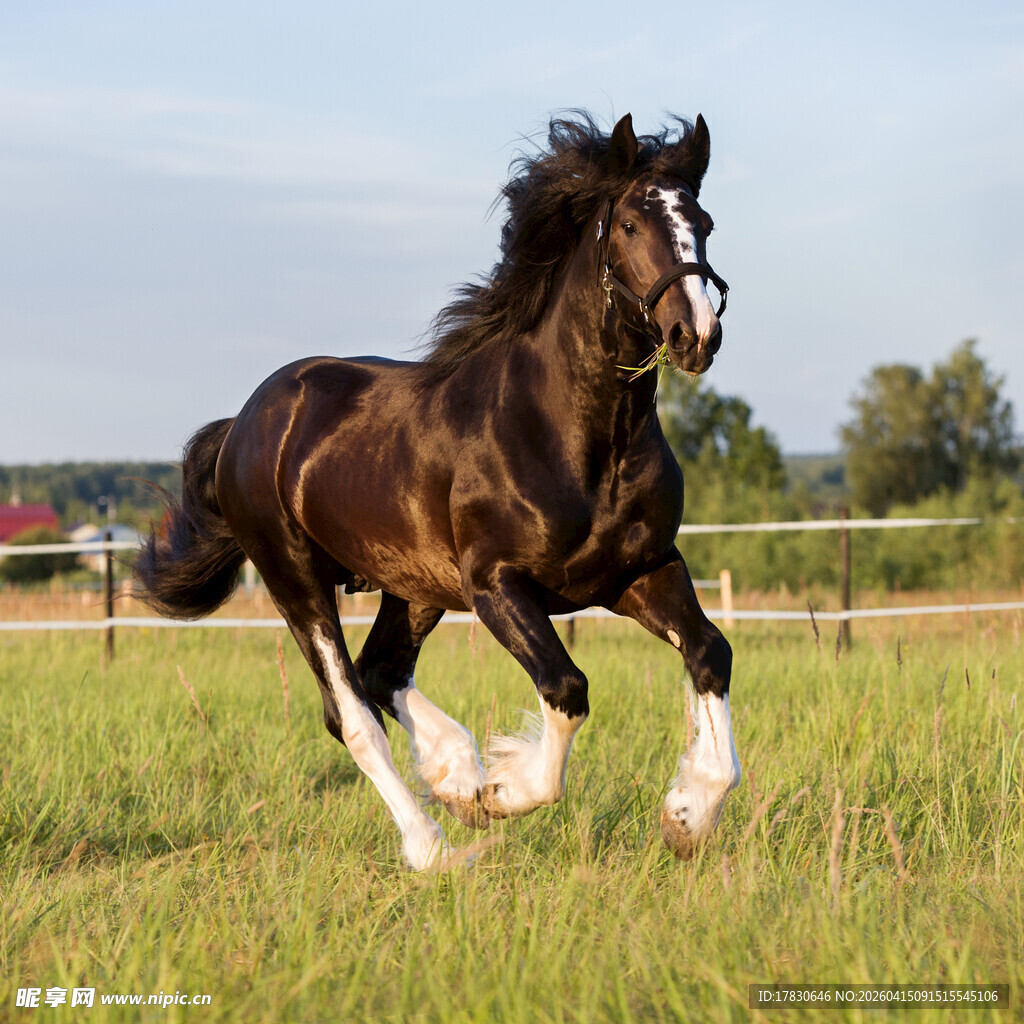奔腾的骏马在绿野驰骋