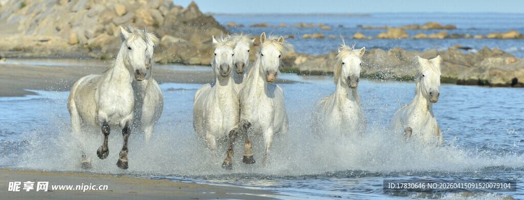 海边奔腾的白色骏马