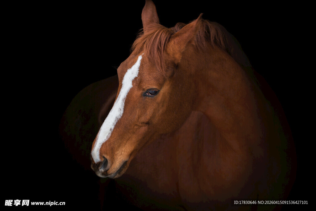 棕色骏马特写