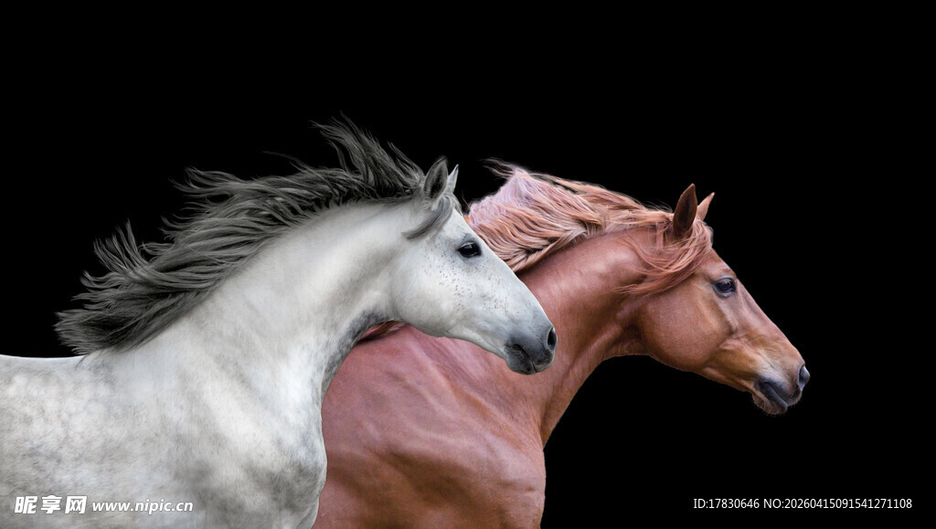 双马特写尽显优雅风姿