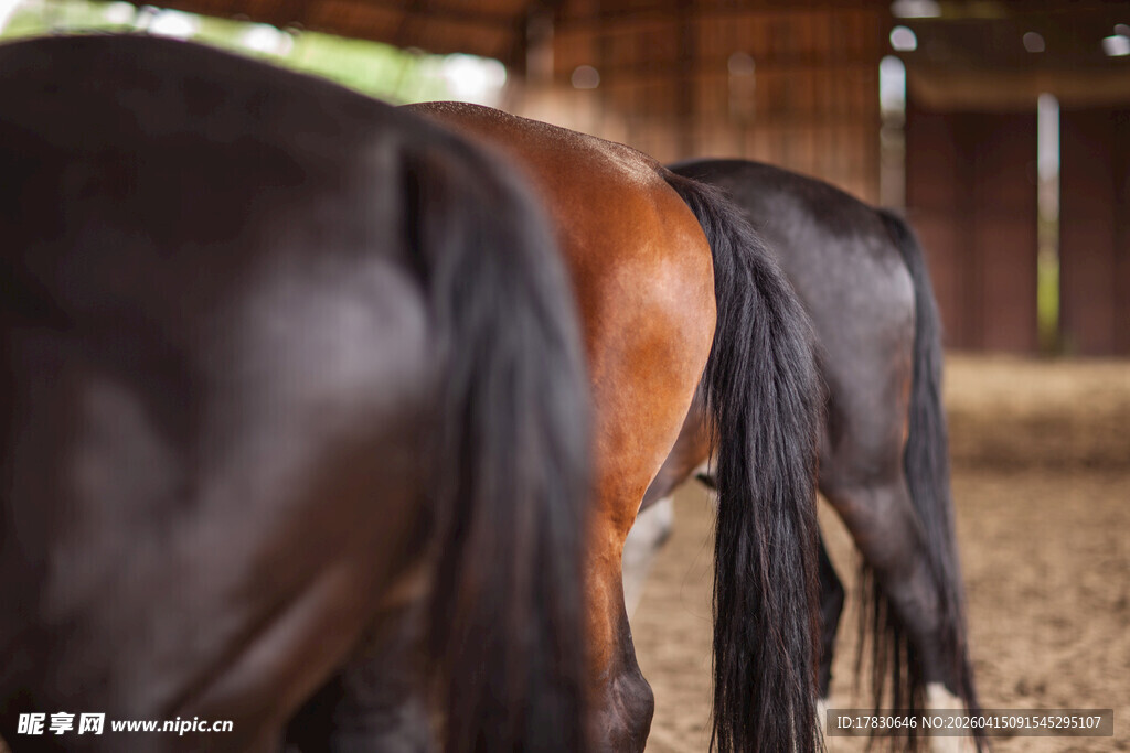 多匹马的后部特写