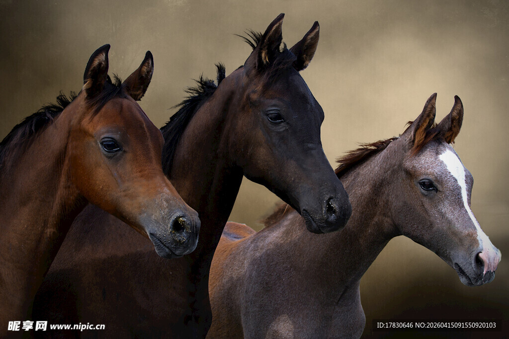 三匹骏马特写