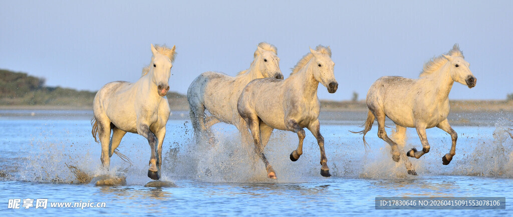 雪地奔腾的白色骏马
