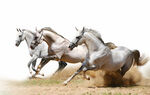 奔腾骏马尽显自由奔放