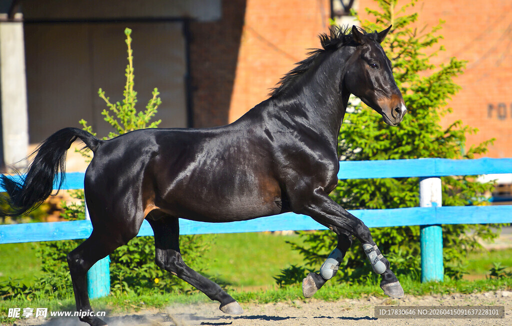 黑色骏马驰骋于户外