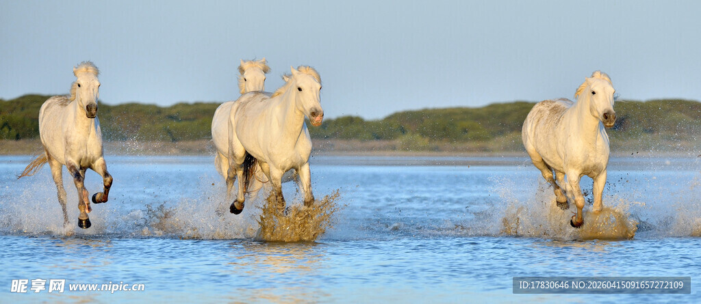 四匹马水中奔腾
