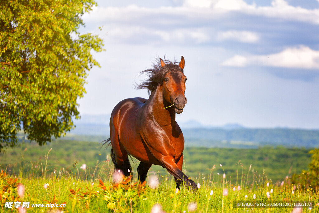 草原上奔腾的骏马