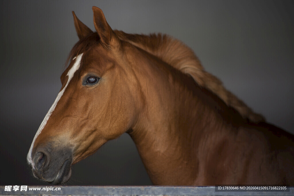 棕色骏马特写