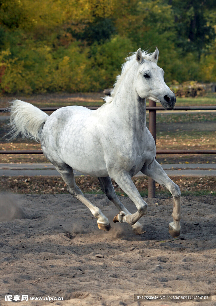 奔腾的白色骏马