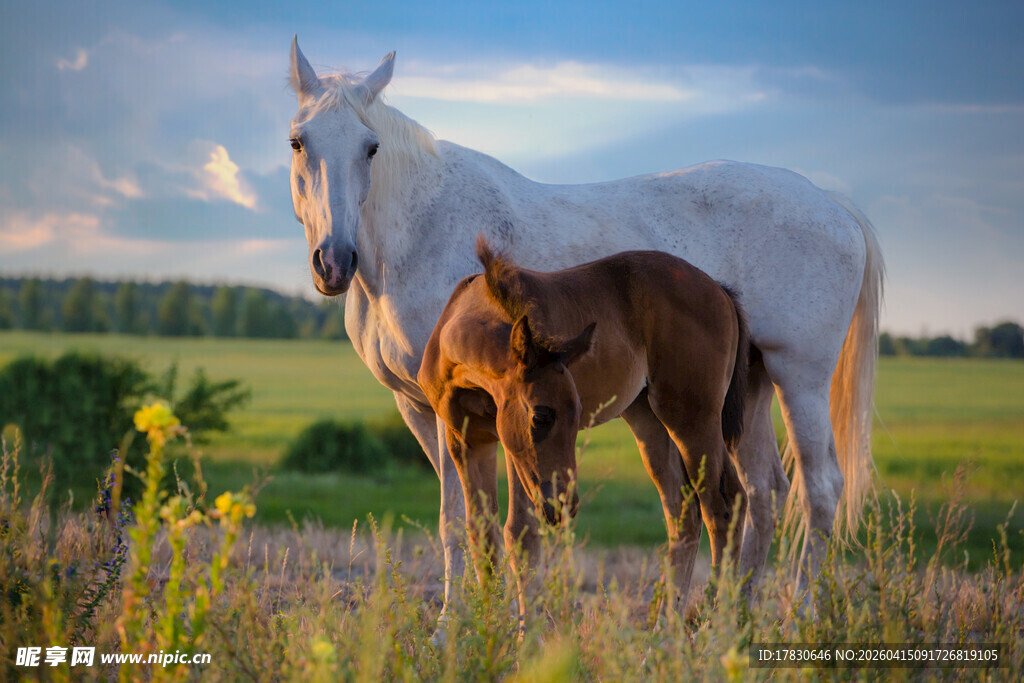 田野中白马与小马依偎