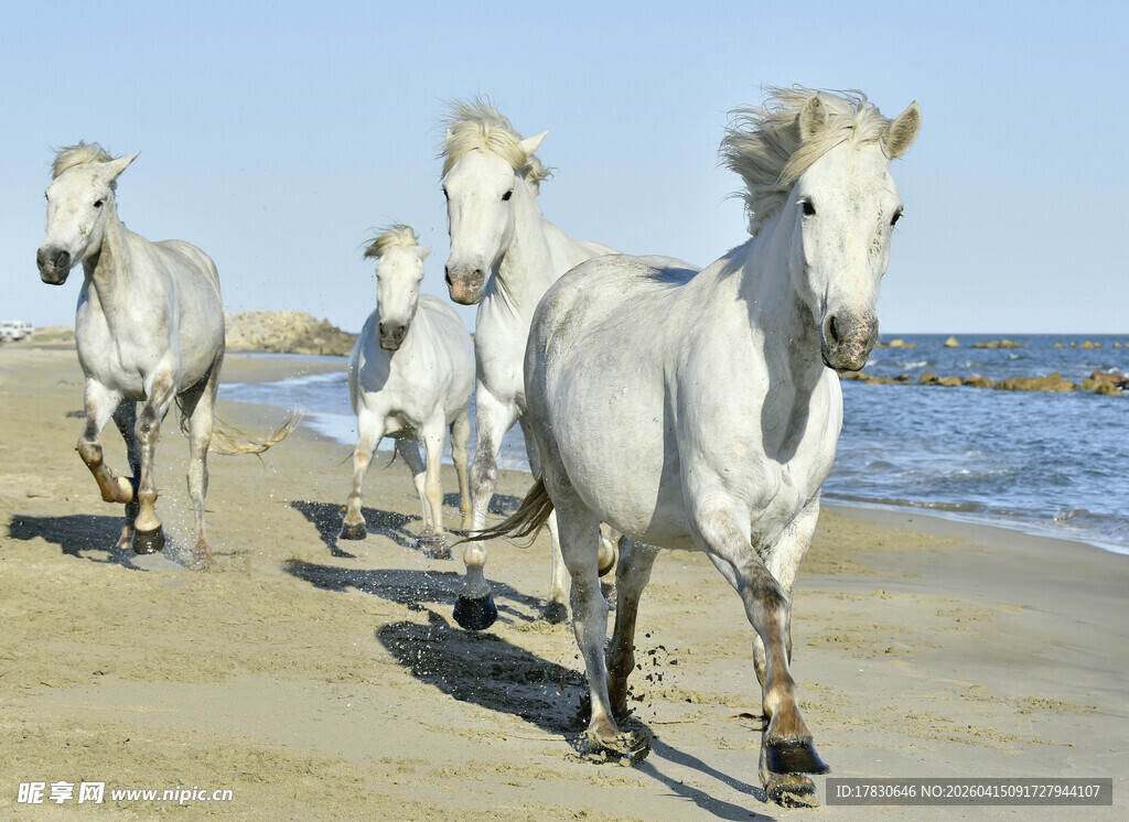 海滩上奔跑的白色骏马