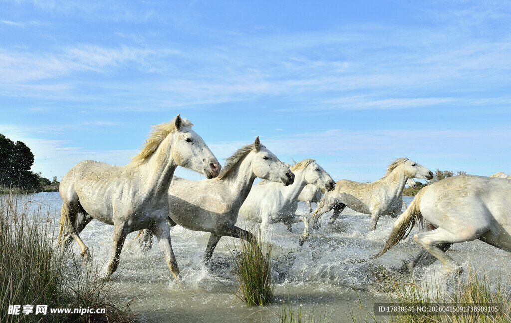 草原上奔腾的白色骏马