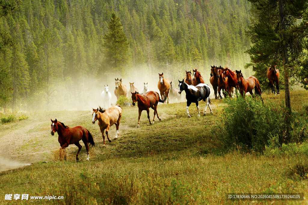 草原上奔腾的马群