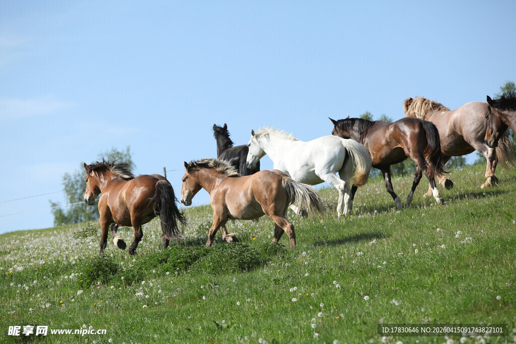草原上奔腾的骏马群