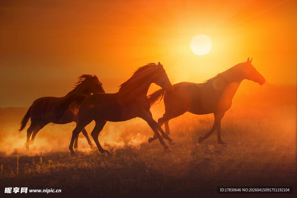 夕阳下骏马奔腾