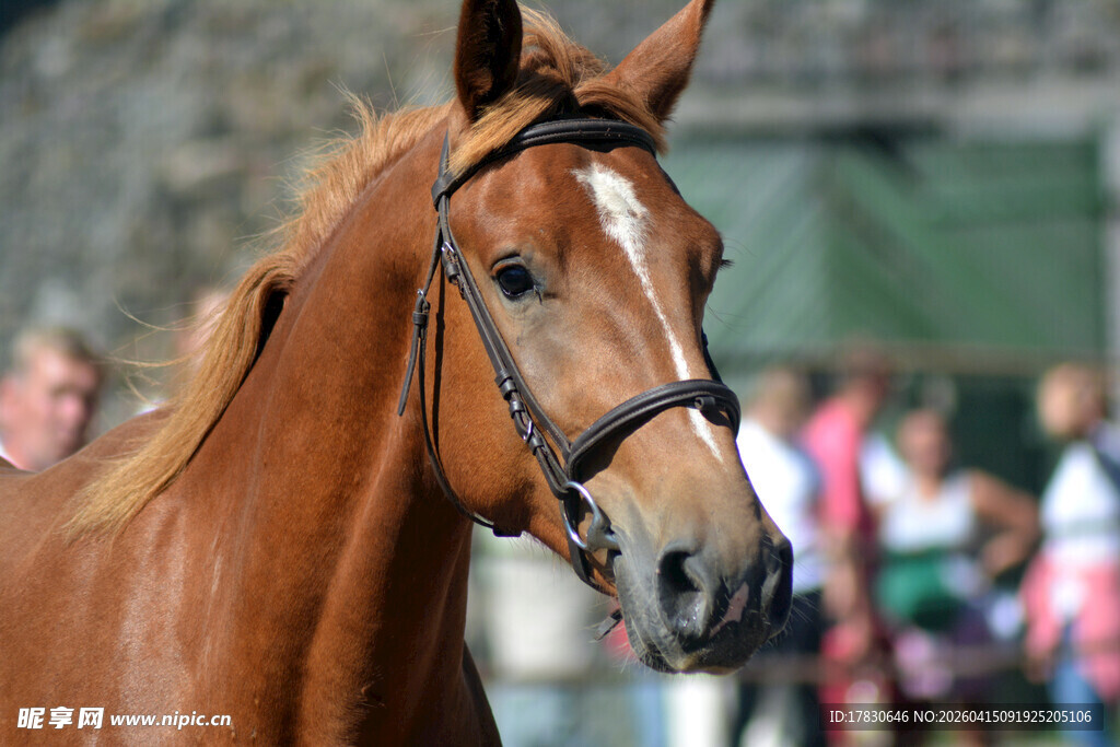 棕色骏马赛场英姿