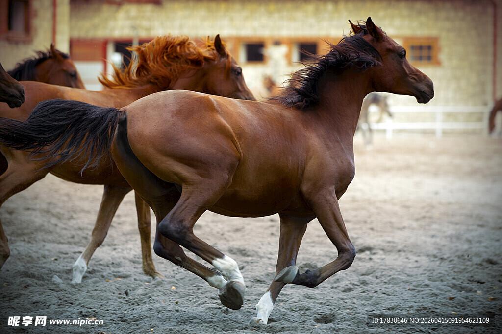 骏马奔腾