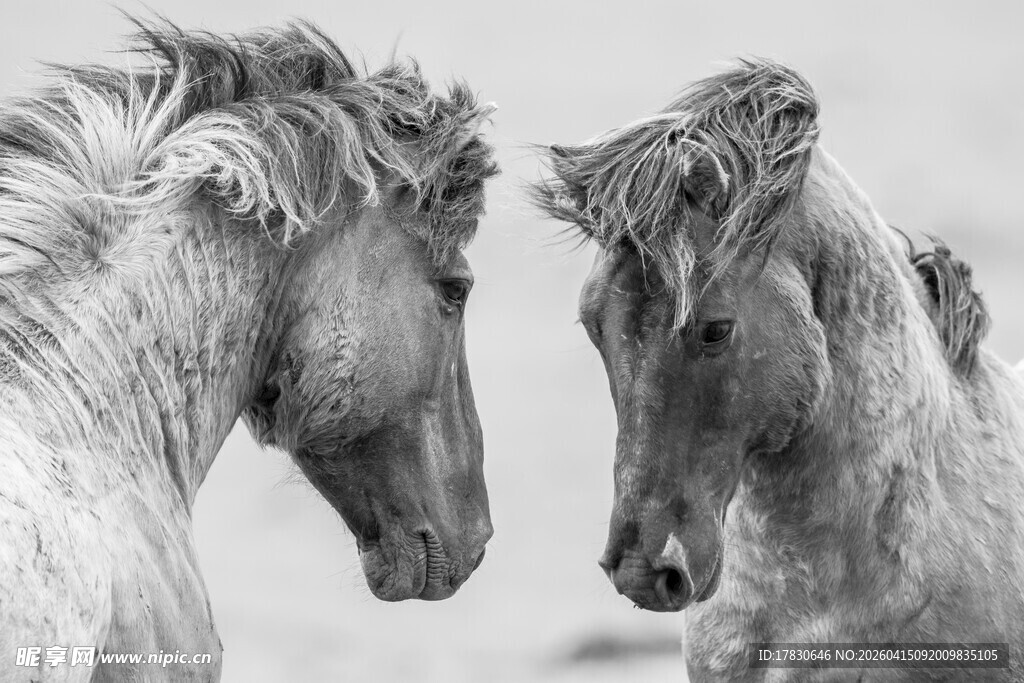 两匹马的亲密对视瞬间