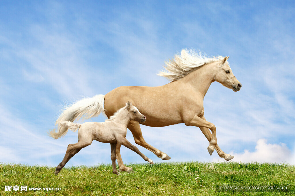 草原上奔跑的母子马