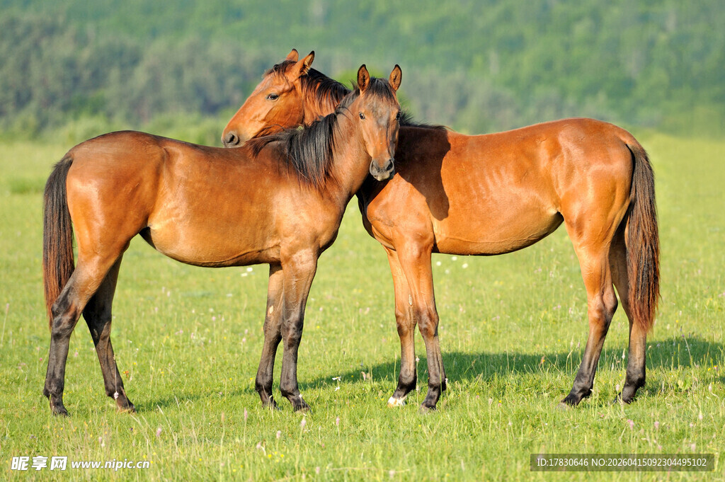 两匹骏马亲昵立于绿草地