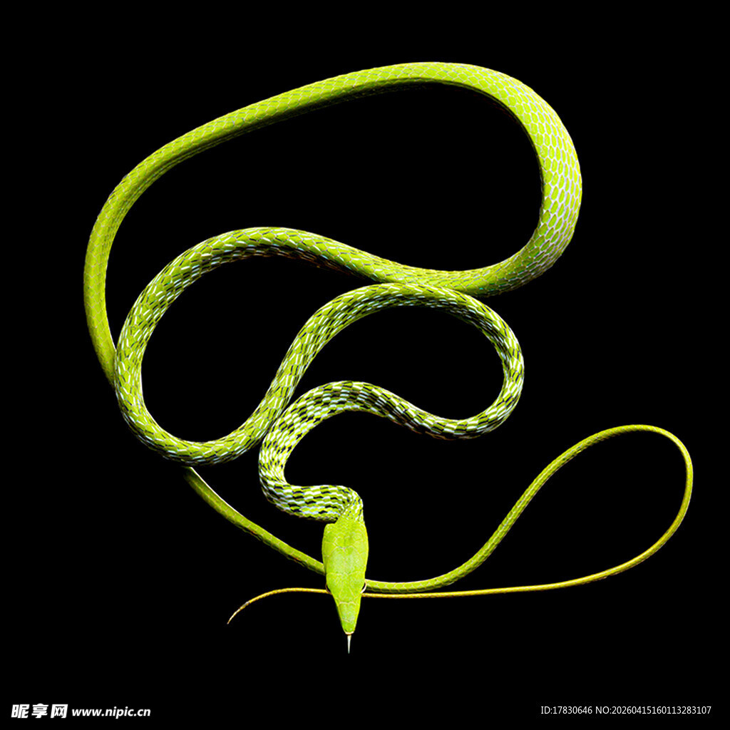 绿色蜷曲藤蔓植物特写