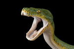张嘴的绿色毒蛇