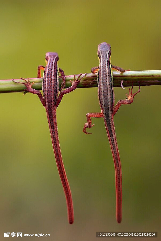 树枝上的多彩小蜥蜴