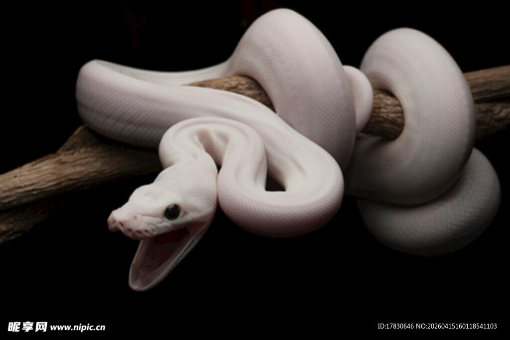 白色蟒蛇盘于树枝