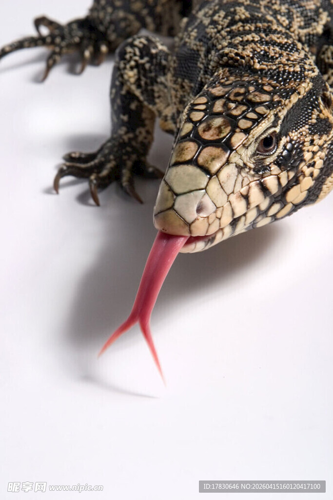 吐舌蜥蜴特写