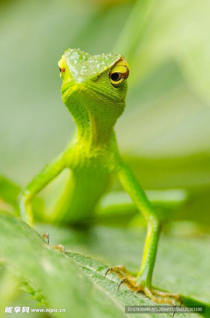 翠绿蜥蜴静栖绿叶之上