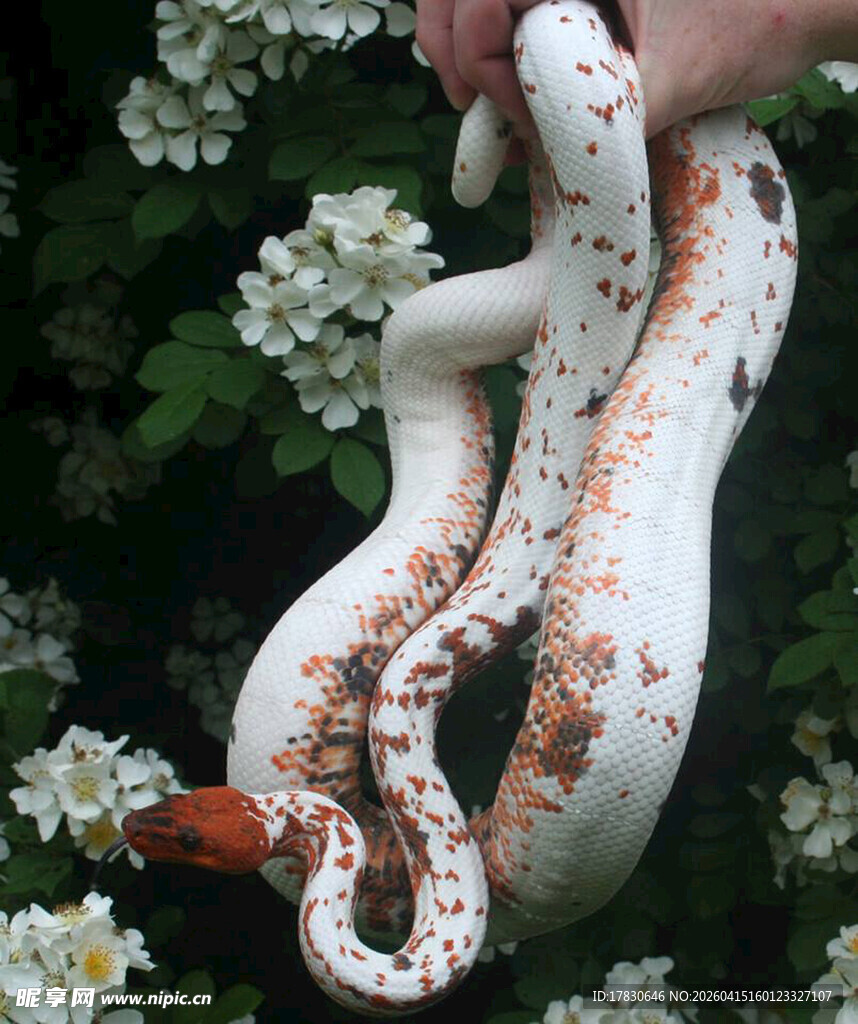 手捧花纹独特的白色蟒蛇