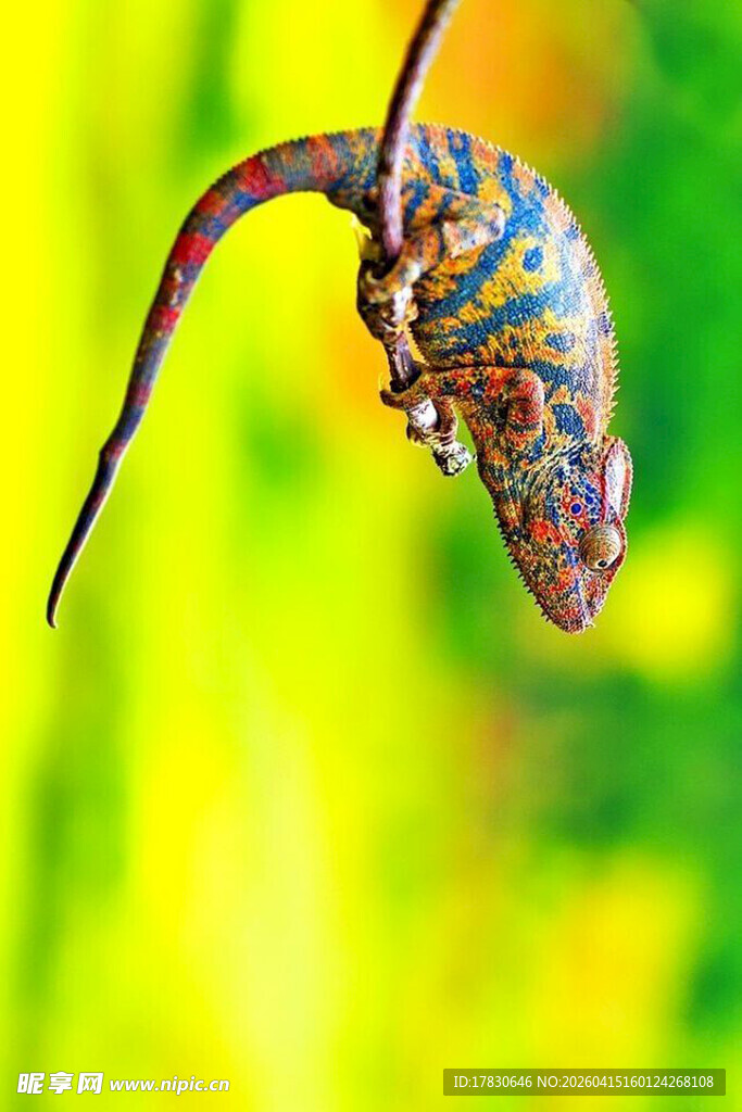 多彩变色龙倒挂瞬间