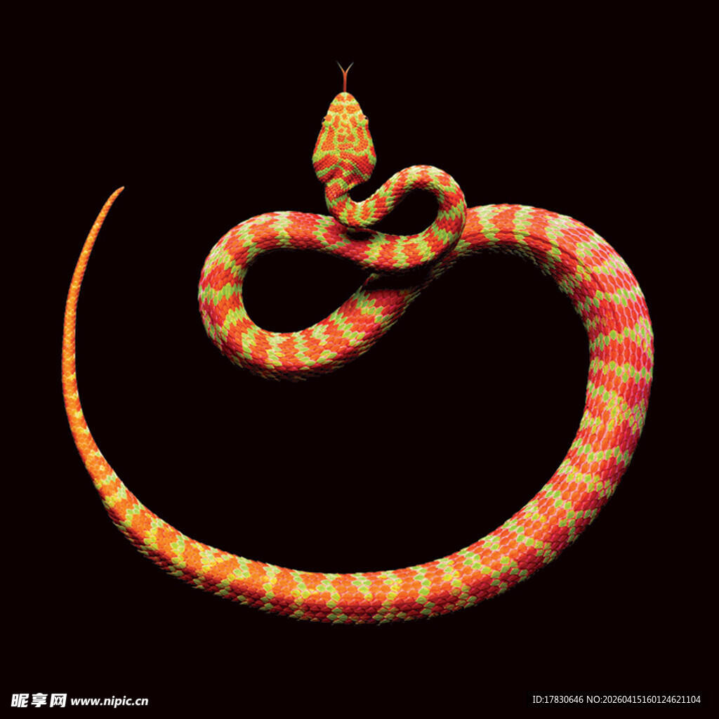 盘旋的橙红色花纹蛇