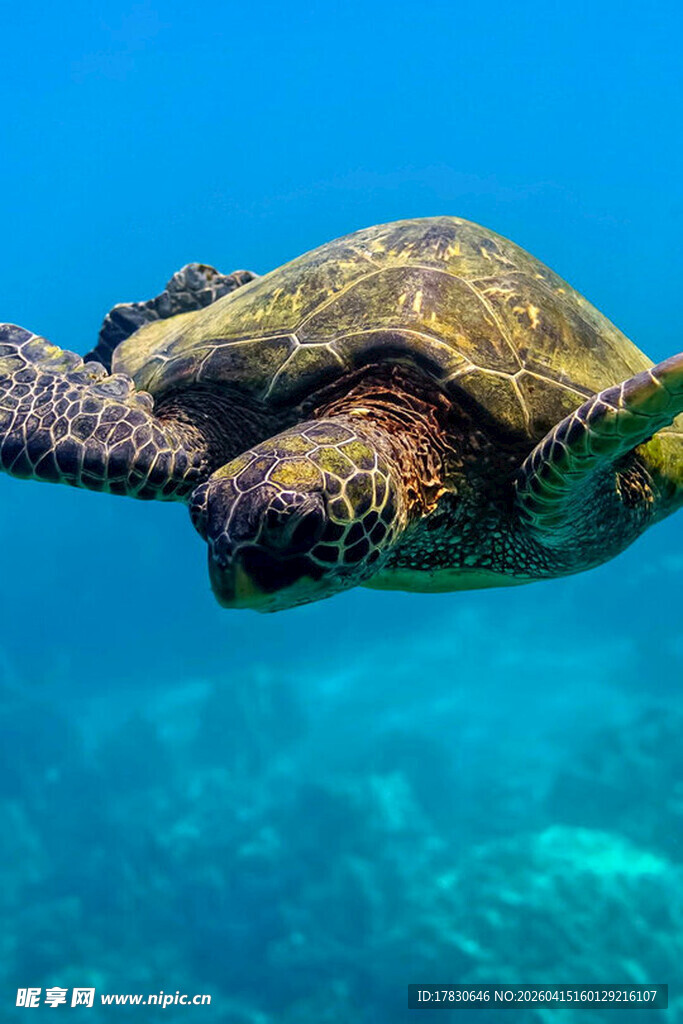 海中遨游的绿海龟