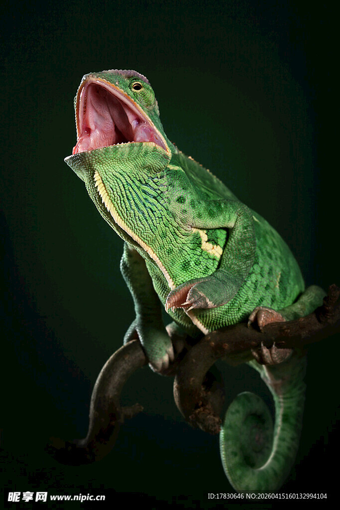 绿变色龙张嘴栖息于枝头